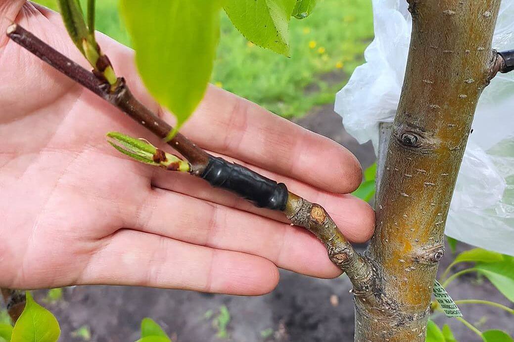 Когда и как прививать персик весной и летом: способы и их пошаговые инструкции