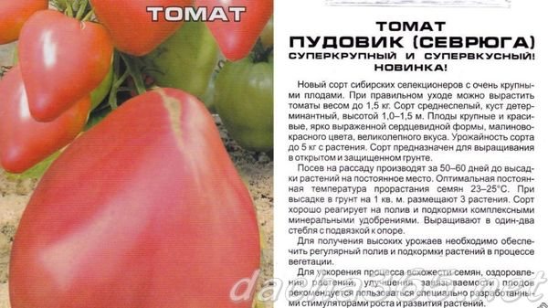 Лучшие сорта низкорослых помидоров: описания и фото