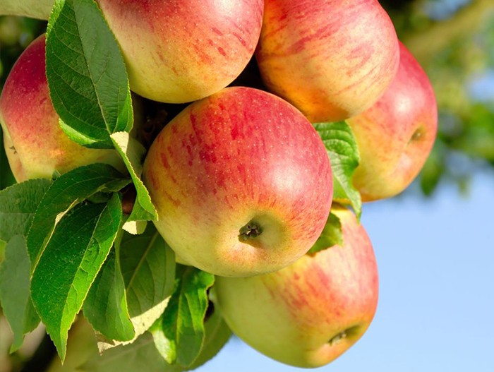 Яблоня алтайская красавица: фото и описание сорта, отзывы садоводов