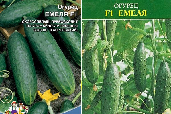 Описание огурцов Емеля f1 и выращивание рассадным методом в теплице