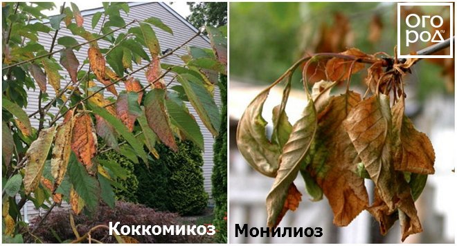 Причины пожелтения листьев у сливы летом