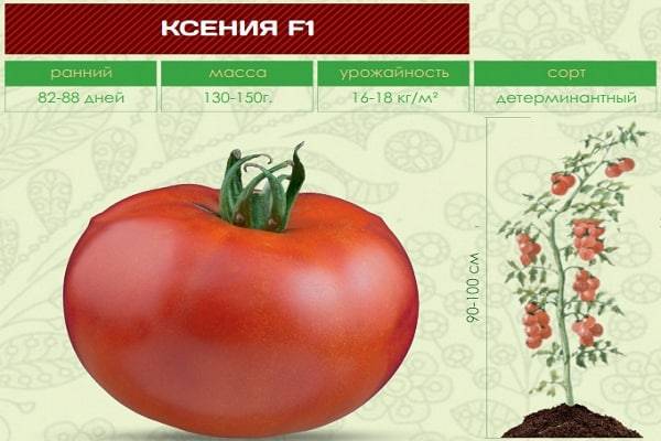 Описание сорта томата ксения f1, его характеристика и выращивание – дачные дела