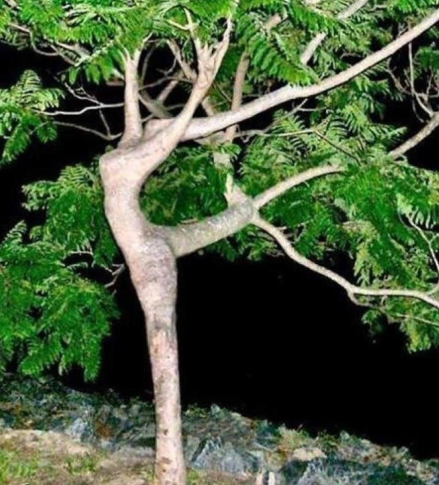 Дерево Ботха