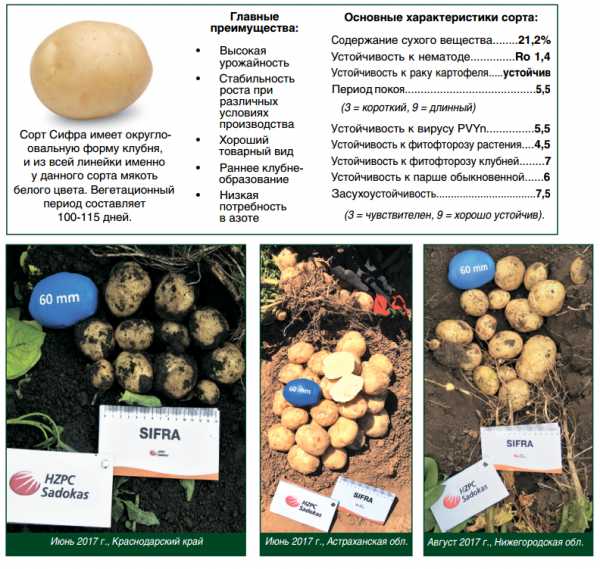 Основные сорта картофеля: их описание и характеристика