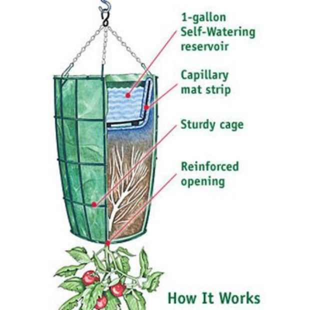 Все о выращивании томатов вверх ногами: посадка и выращивание вверх корнями
