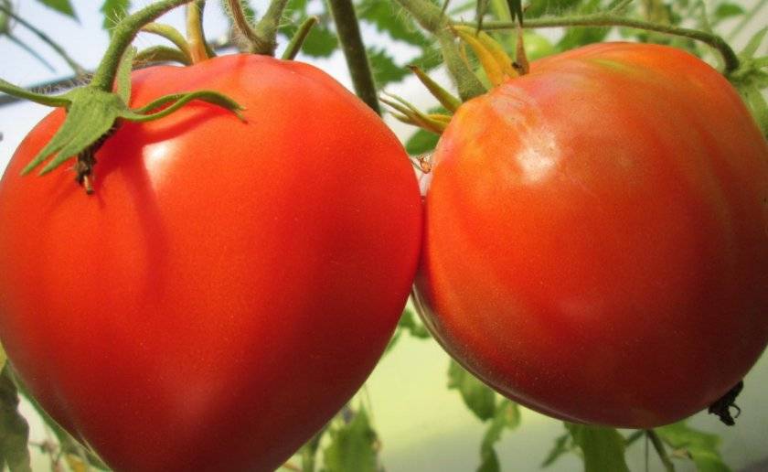 Лучшие сорта томатов для открытого грунта - новые, ранние, среднеспелые