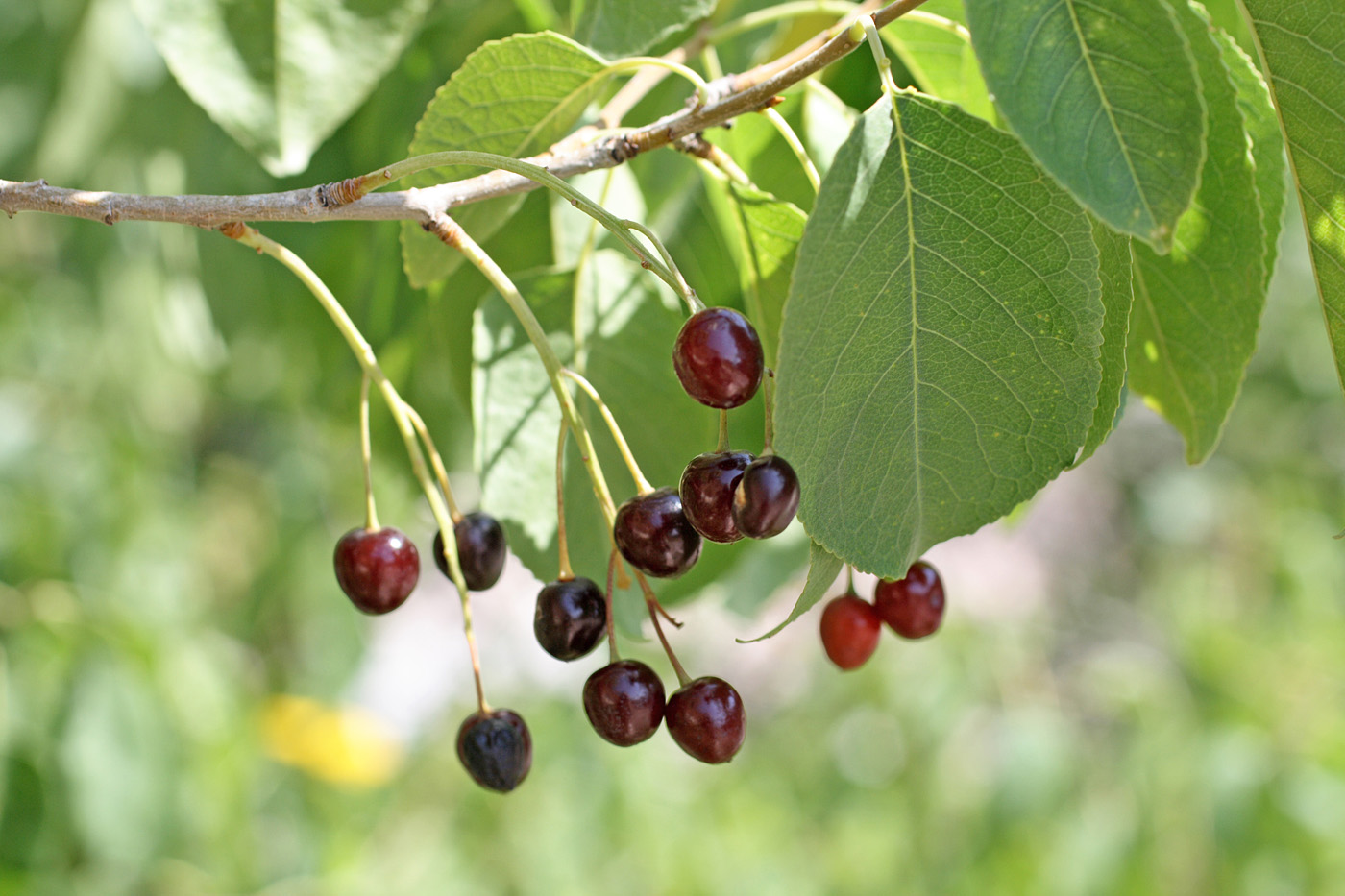 Описание сорта вишни Магалебская и правила выращивания из семян