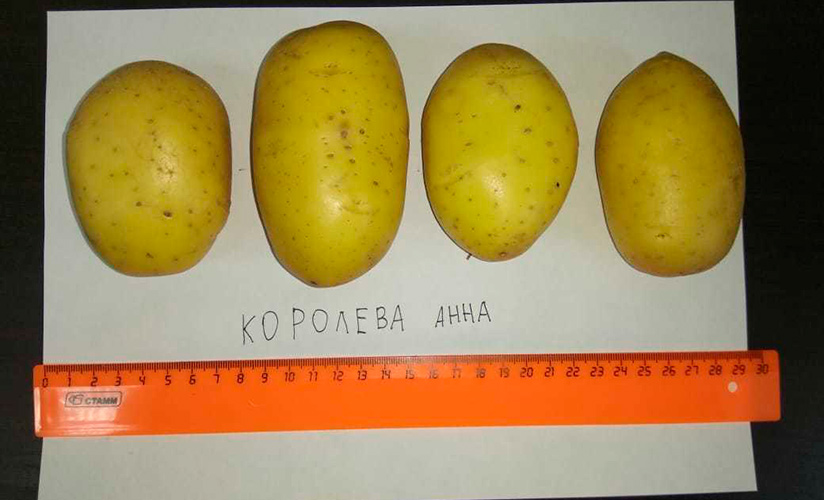 «королева анна»: характеристика, описание и выращивание картофеля