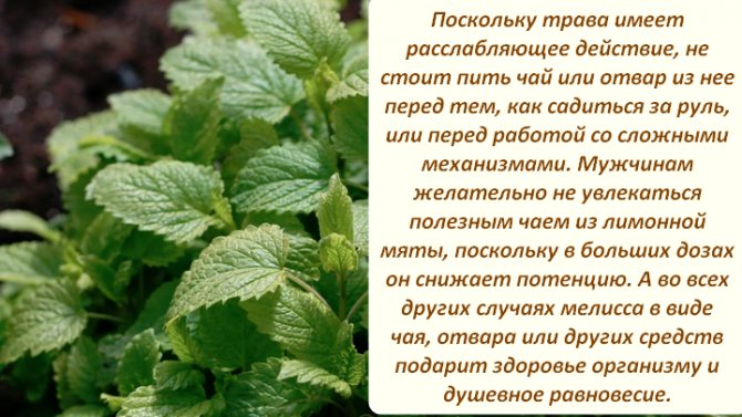 Мелиссы трава