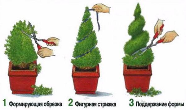 Кипарис (36 фото): что это такое? как ухаживать за деревом? описание кипариса вечнозеленого и других видов. где он растет и как выглядит?