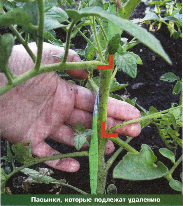 Как пасынковать помидоры в теплице пошагово схема фото видео
