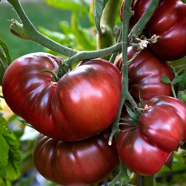Наиболее приемлемые сорта помидоров для выращивания в донецкой харьковской и луганской области