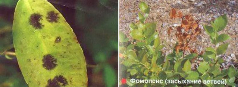Схемы обработки голубики садовой весной от болезней и вредителей, болезни листьев и стебля, их лечение, фото