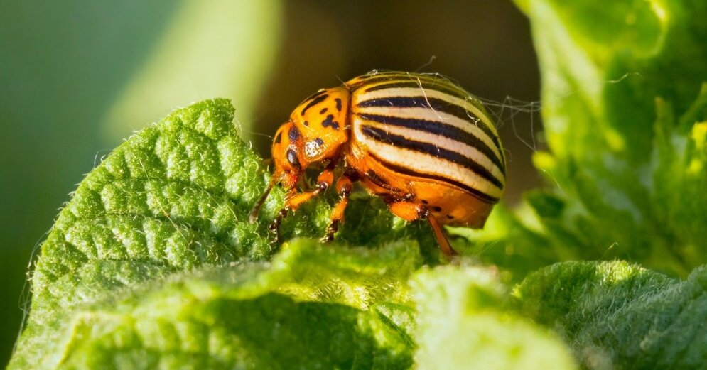 Народное средство от колорадского жука | огородники