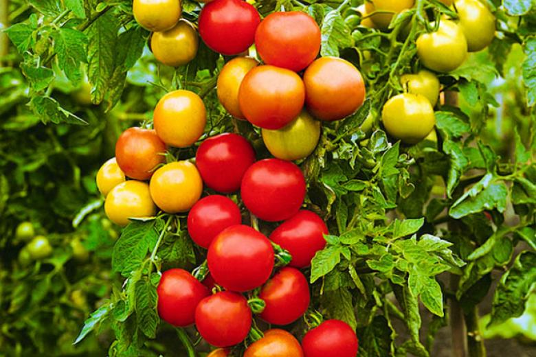 Семена томат катрина f1: описание сорта, фото. купить с доставкой или почтой россии.