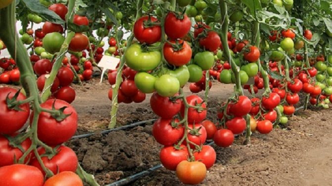 Сорт томатов биг биф f1: описание гибридного сорта, правила выращивания, достоинства и недостатки