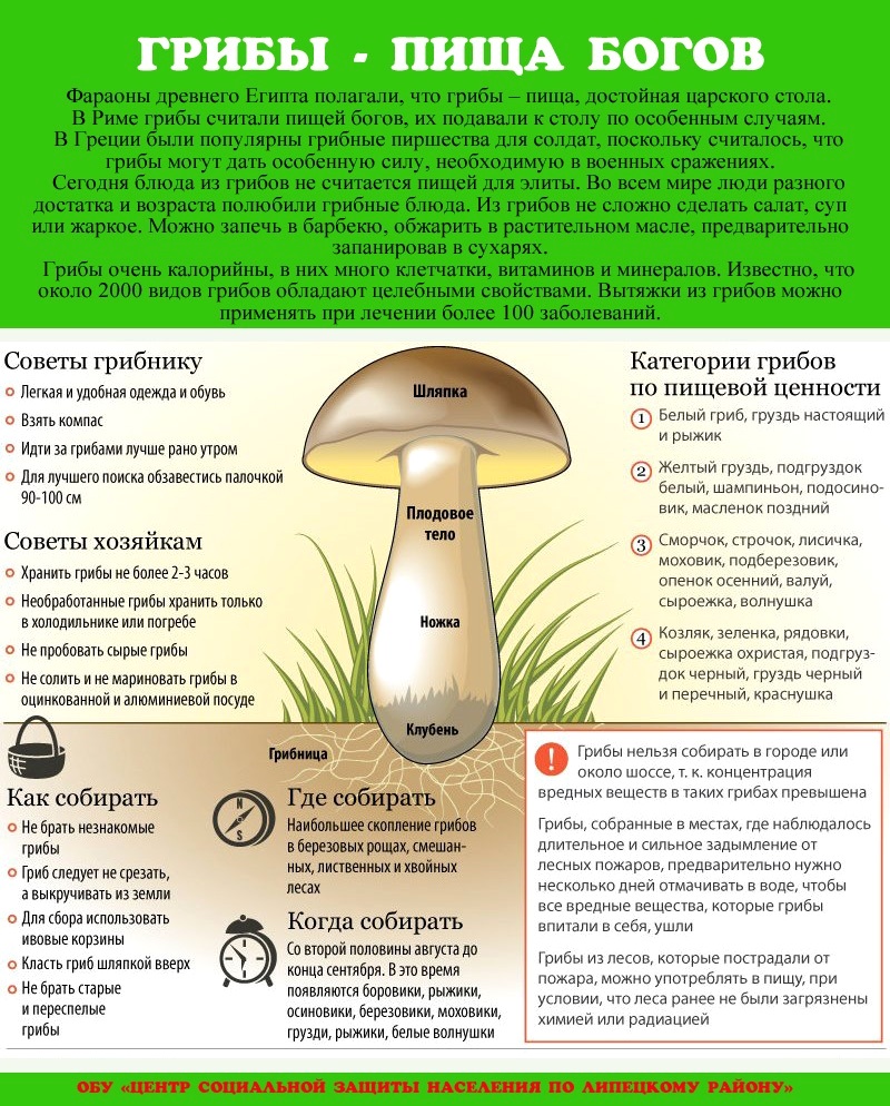 Сбор грибов вешенок: советы начинающим грибникам