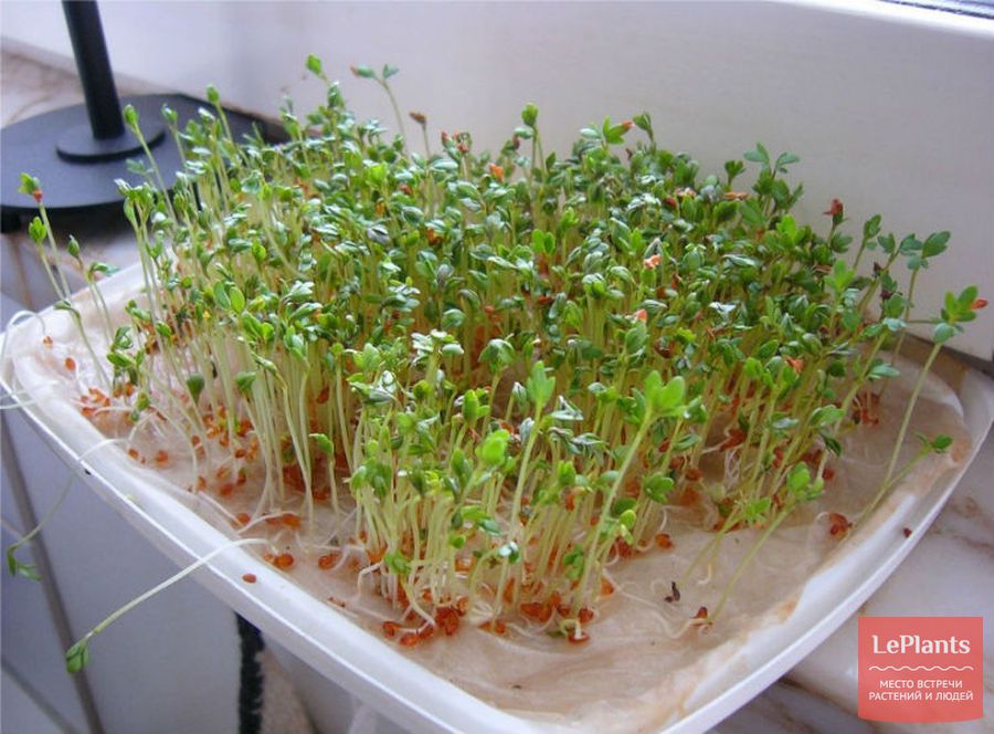 Как вырастить рукколу в домашних условиях на подоконнике из семян: посадка и уход