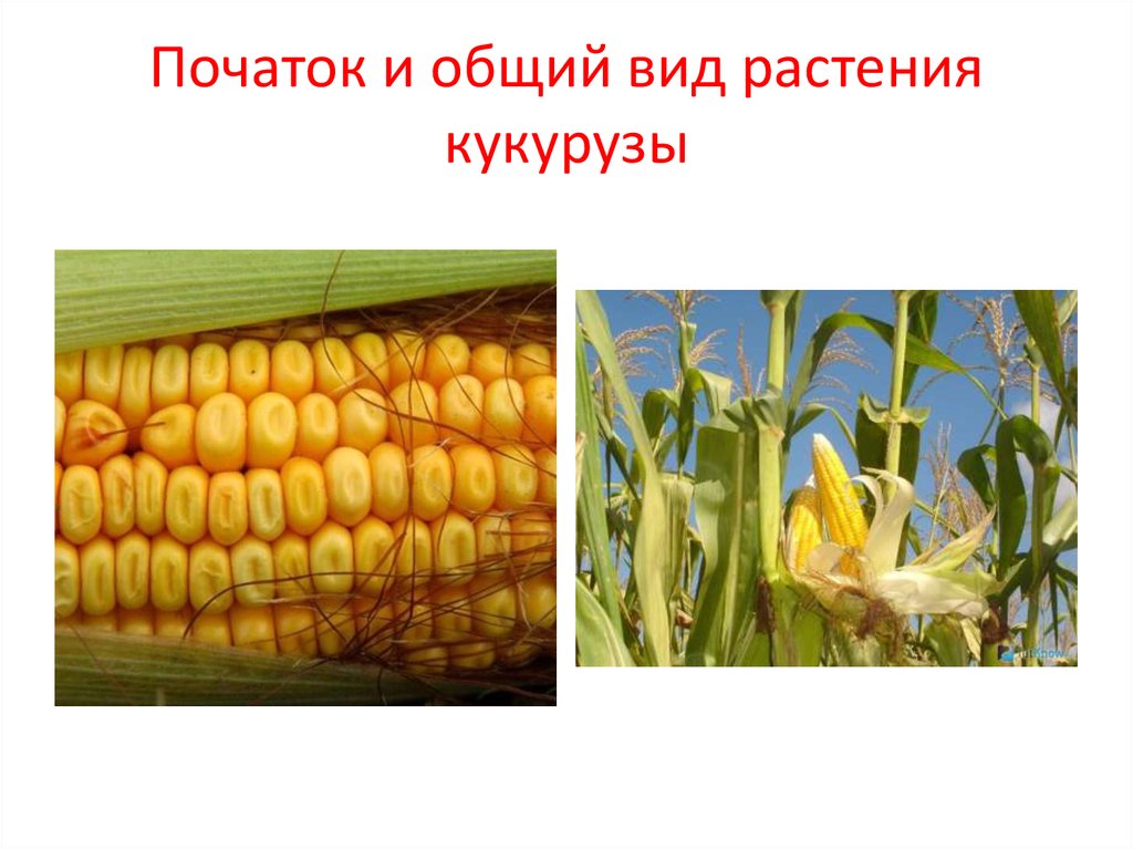Кукуруза злак. кукуруза: овощ или фрукт, характеристика, происхождение и строение