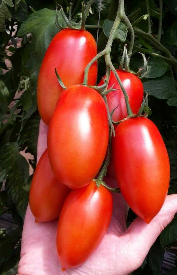 Рассада помидор — пошаговая инструкция как правильно растить рассаду томатов. описание от а до я ухода за рассадой (120 фото + видео)