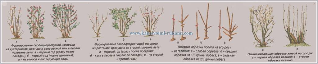 Сирень. тонкости посадки и ухода