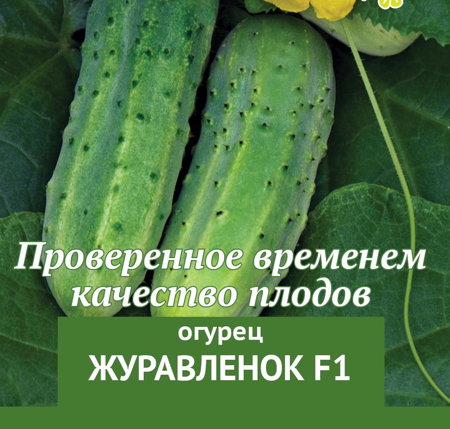 Высокоурожайный огурец журавленок f1 — описание гибрида, секреты выращивания, отзывы