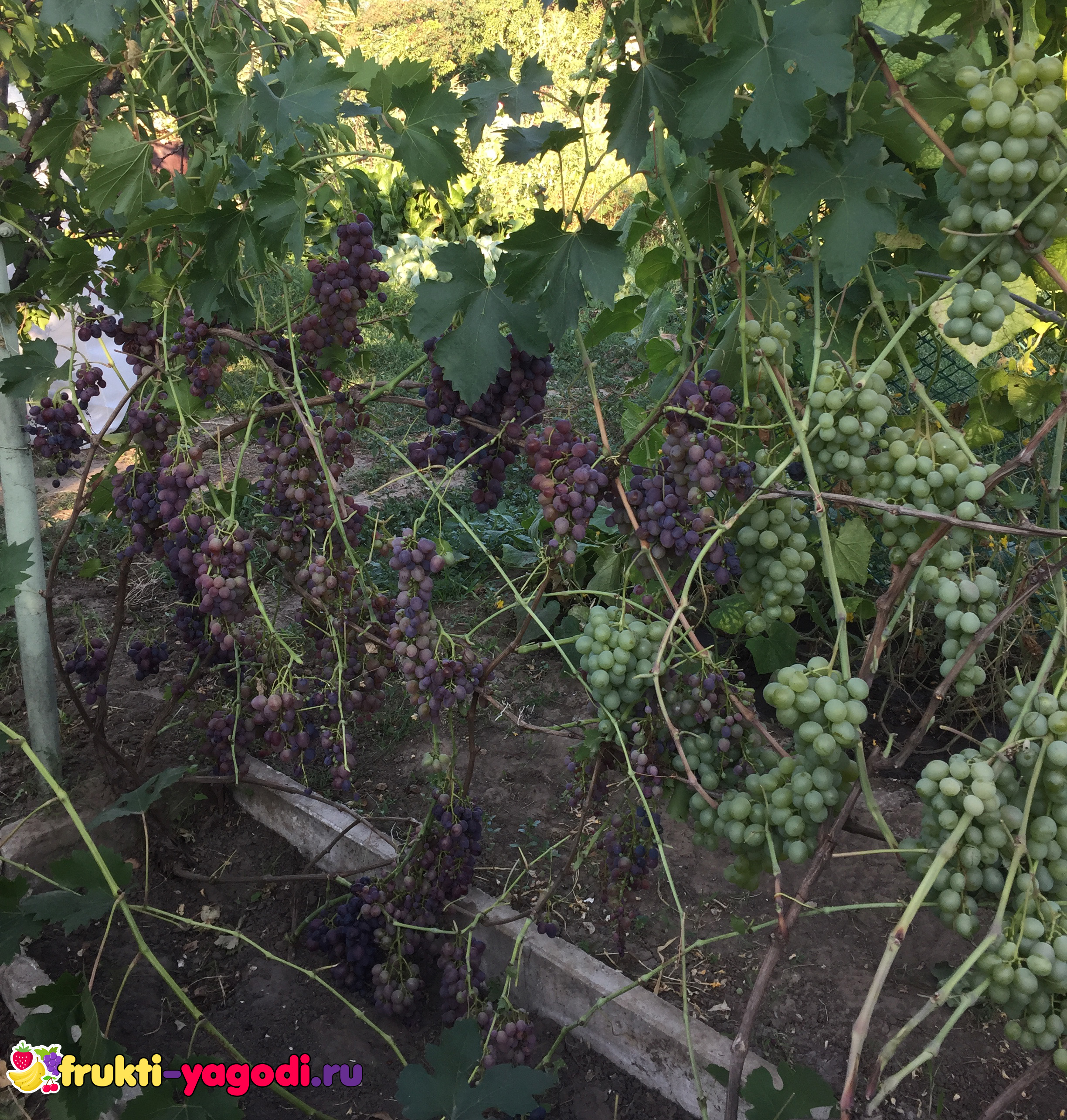 Нужно ли поливать виноград после посадки весной. полив винограда летом во время созревания: пошаговая инструкция