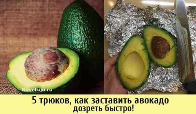Как выбрать авокадо: методы определения зрелости плода, способы дозревания, как хранить плод | myveganclub
