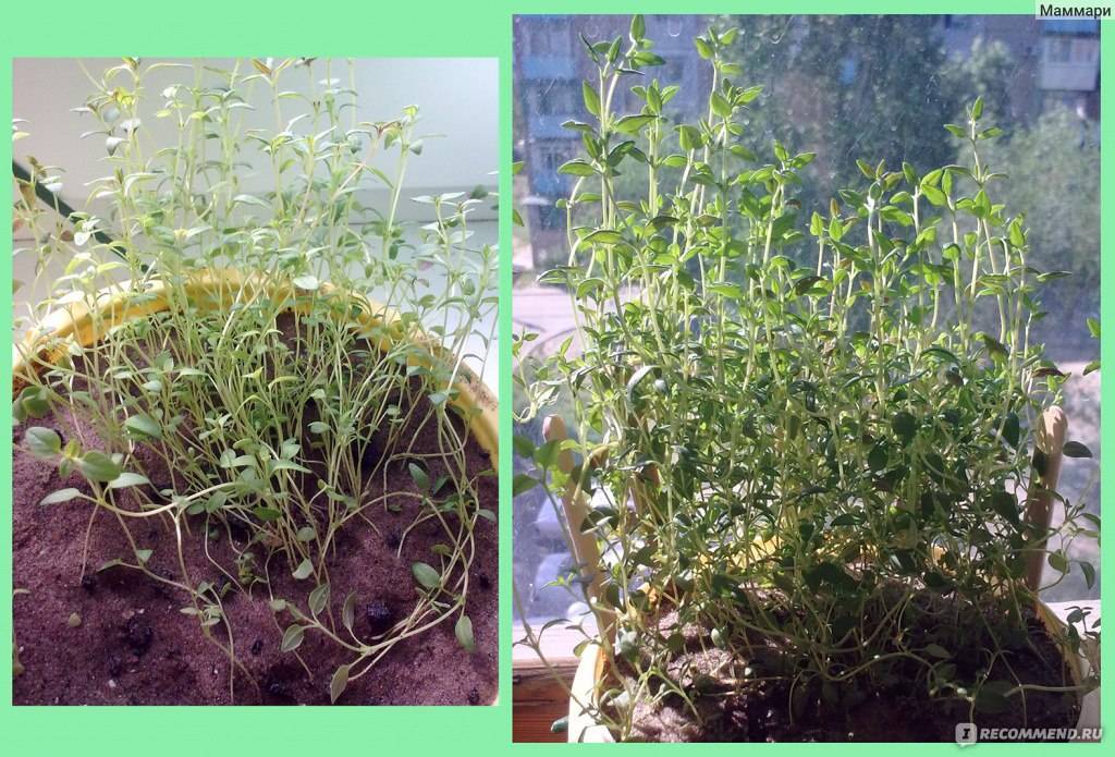 Как выращивать тимьян ползучий: выращивание в открытый грунт, посадка и уход, фото