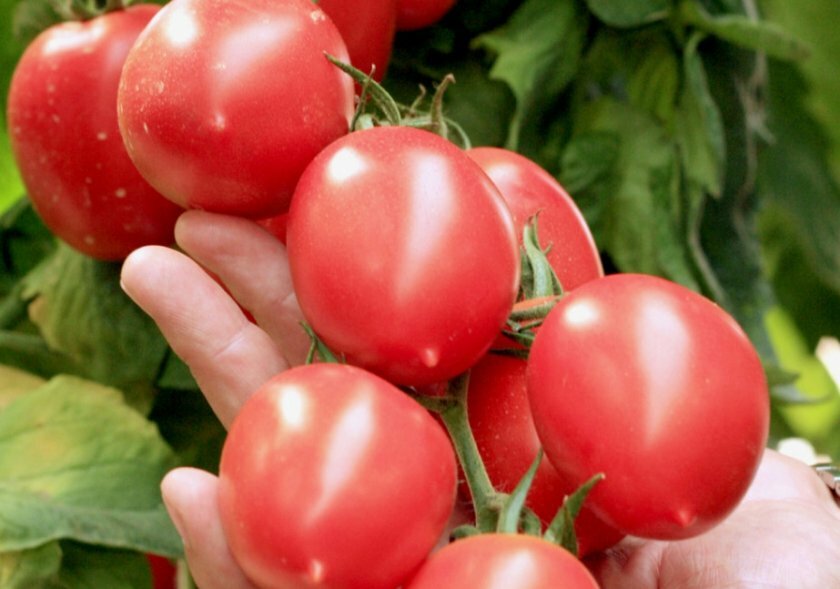 7 лучших гибридов томатов для теплиц, самые сладкие и вкусные сорта, отзывы