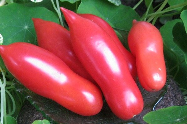 Как посадить и вырастить томат «дамские пальчики»