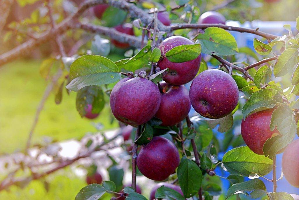 Описание яблони сорта «подарок садоводам»: фото, видео + отзывы
