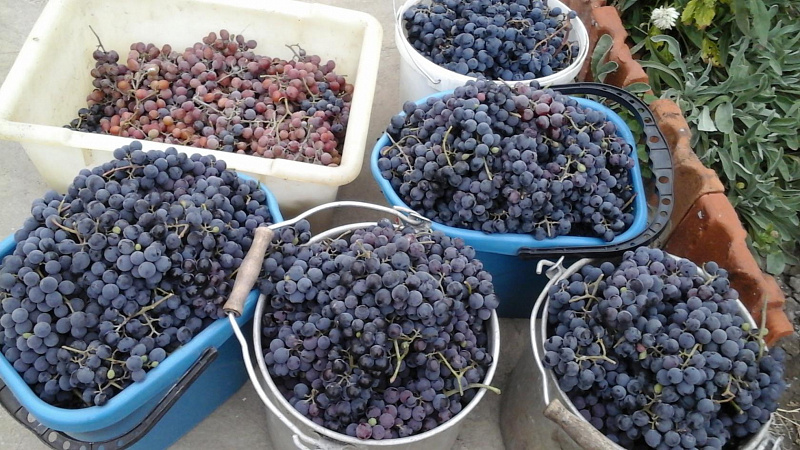 Как в домашних условиях хранить виноград, правила и способы заготовки ягод на зиму