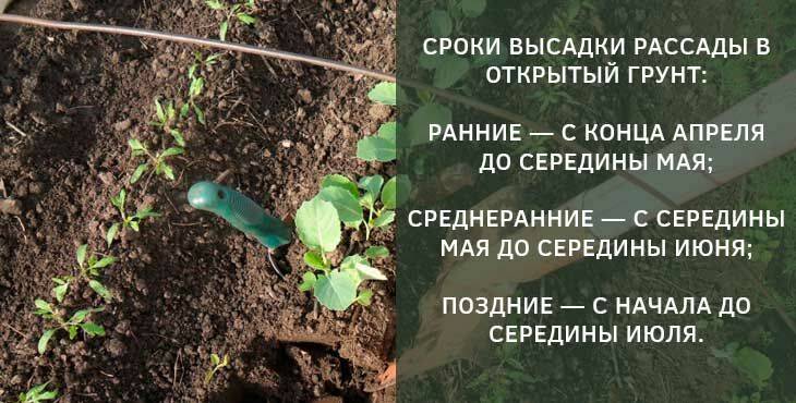Инструкция по выращиванию рассады огурцов