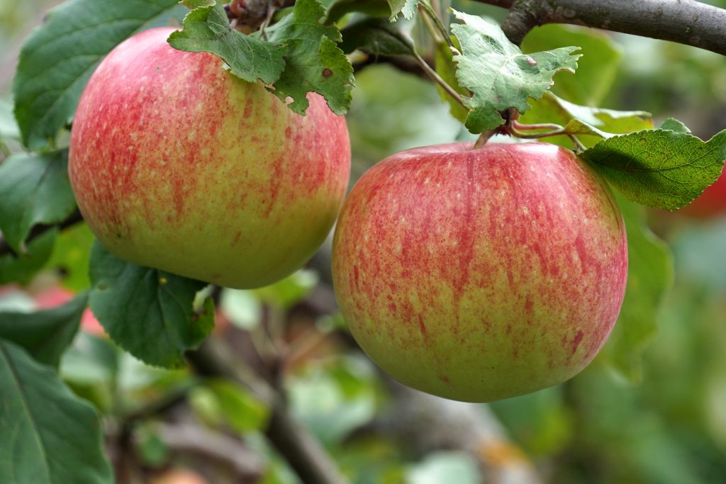 Описание сорта яблони антей: фото яблок, важные характеристики, урожайность с дерева