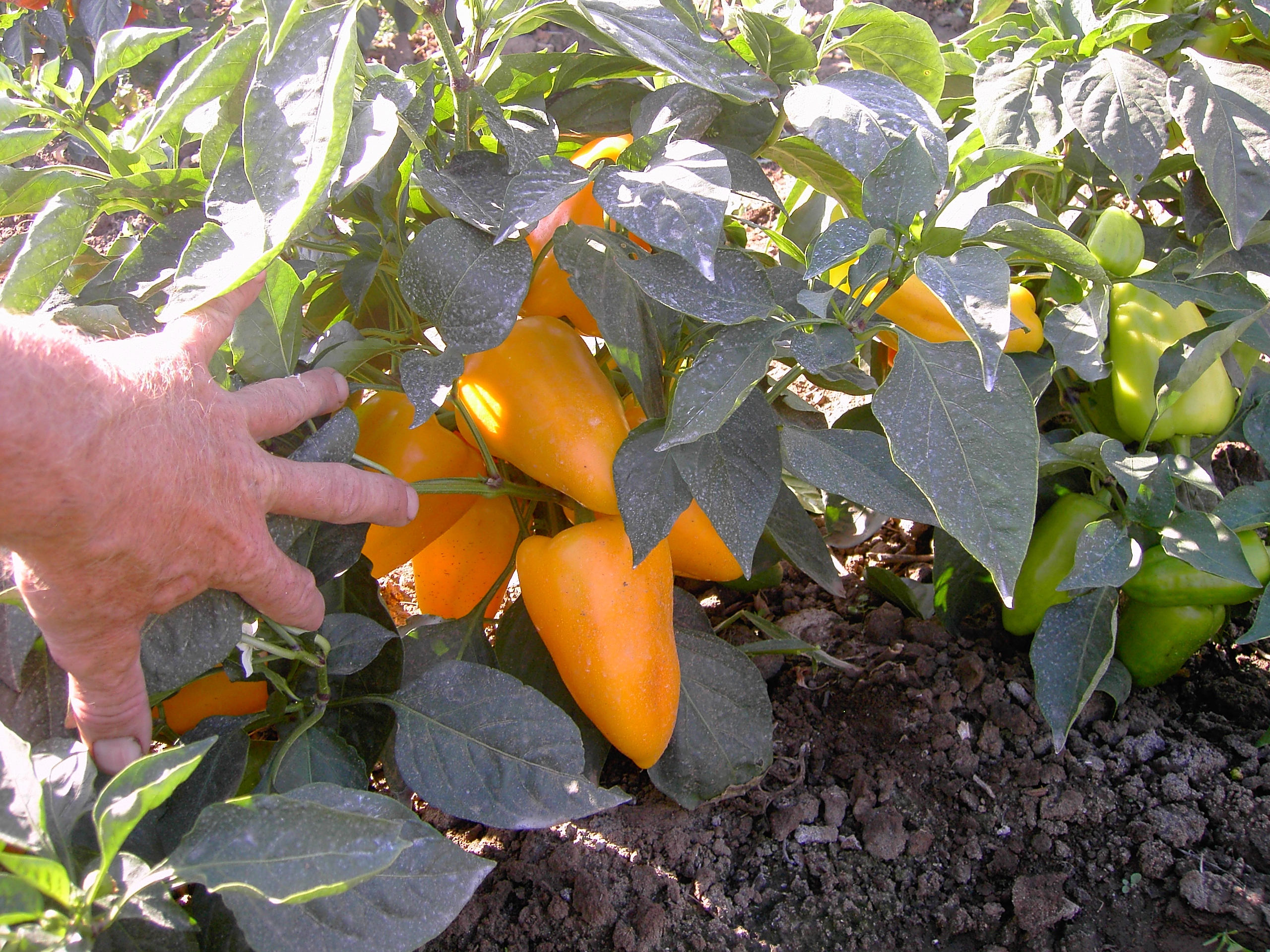 Горький перец: как правильно посадить и ухаживать в открытом грунте