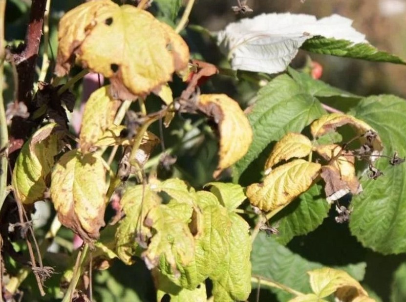 У вишни сохнут или ржавеют листья — диагностика и лечение заболеваний
