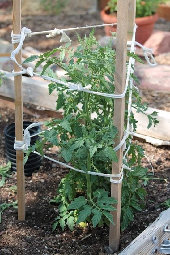 Как правильно подвязывать высокорослые томаты (помидоры) в открытом грунте