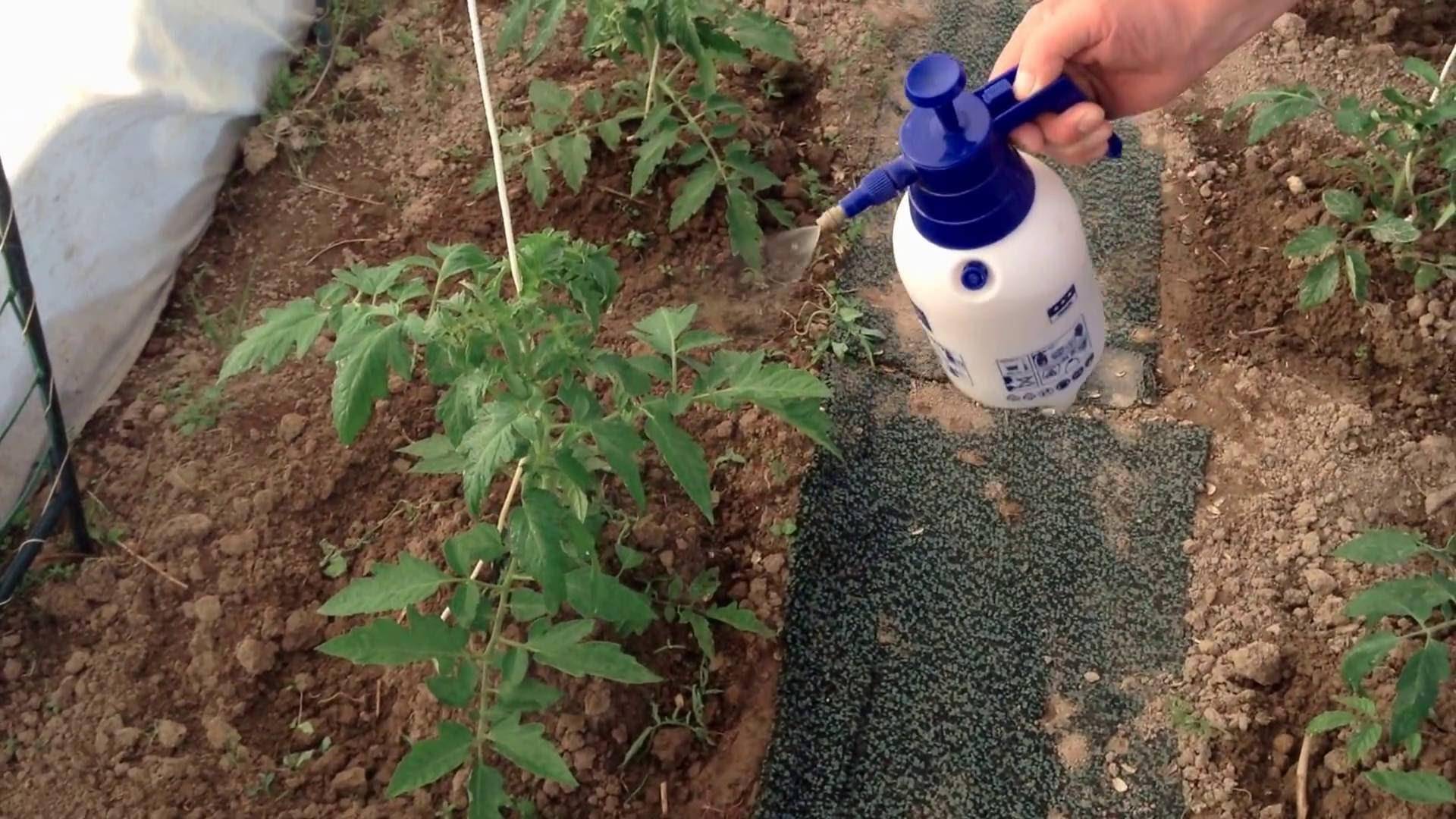 Применение соды для огурцов в огороде или саду, опрыскивание и подкормка