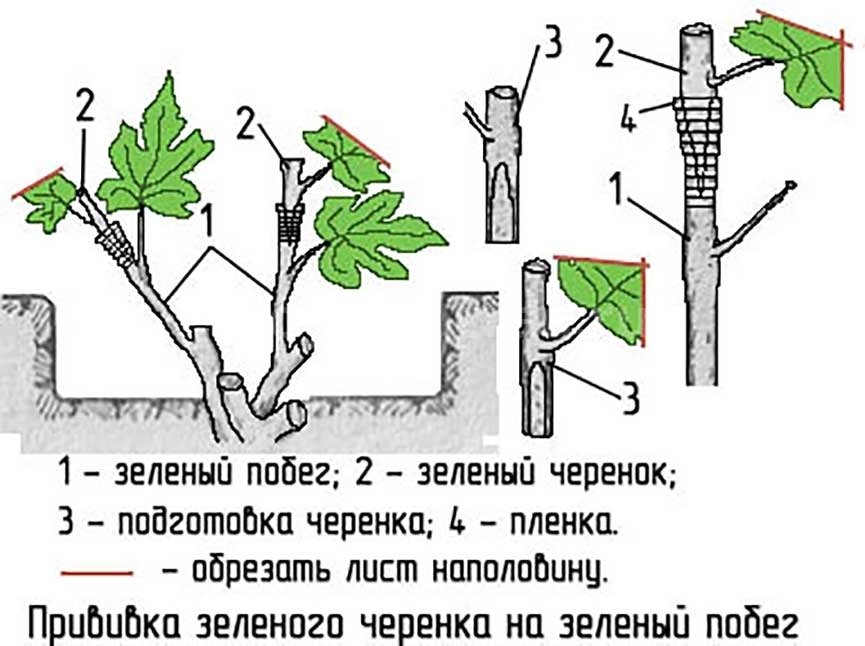 Виноград изабелла: описание сорта, фото, посадка черенками весной, уход и обрезка