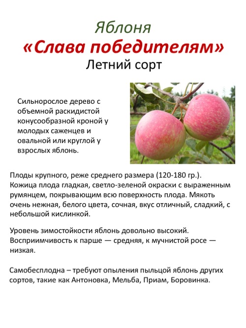 Яблоня брусничное: особенности сорта и ухода
