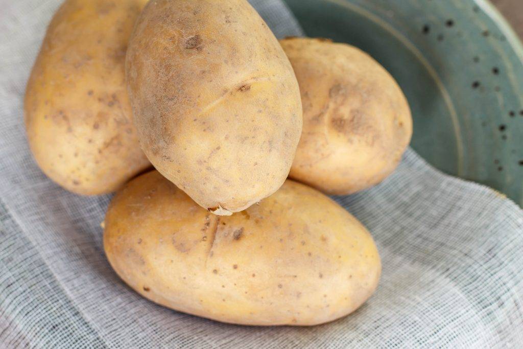 Характеристика картофеля гулливер