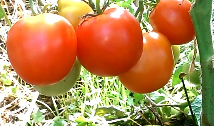 Описание и характеристика сорта томата ямал 200, выращивание и уход
