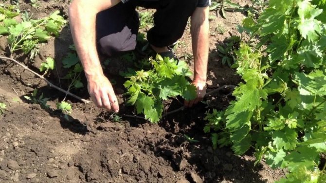 ᐉ как получить урожай винограда в год посадки - roza-zanoza.ru