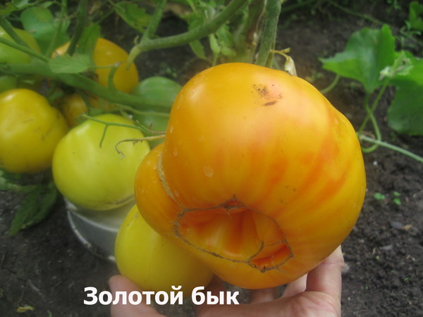 Описание томата с гигантскими плодами Золотой бык и урожайность сорта