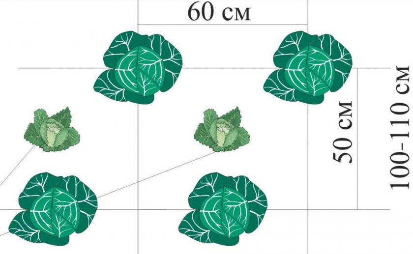 Схема посадки капусты в шахматном порядке