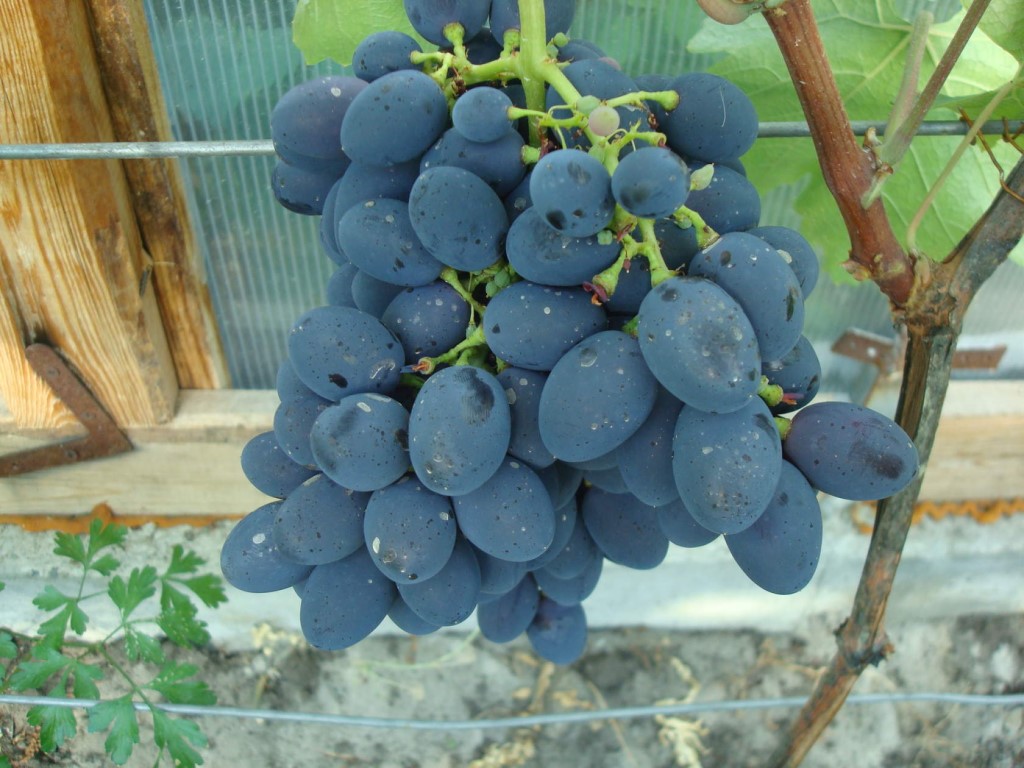 Виноград галбена ноу — описание сорта, особенности посадки и ухода