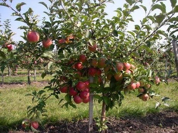 Карликовый фруктовый сад: фото деревьев, выращивание яблонь на карликовом подвое, описание сортов