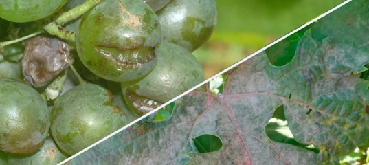 Средства борьбы с виноградным зуднем на винограде