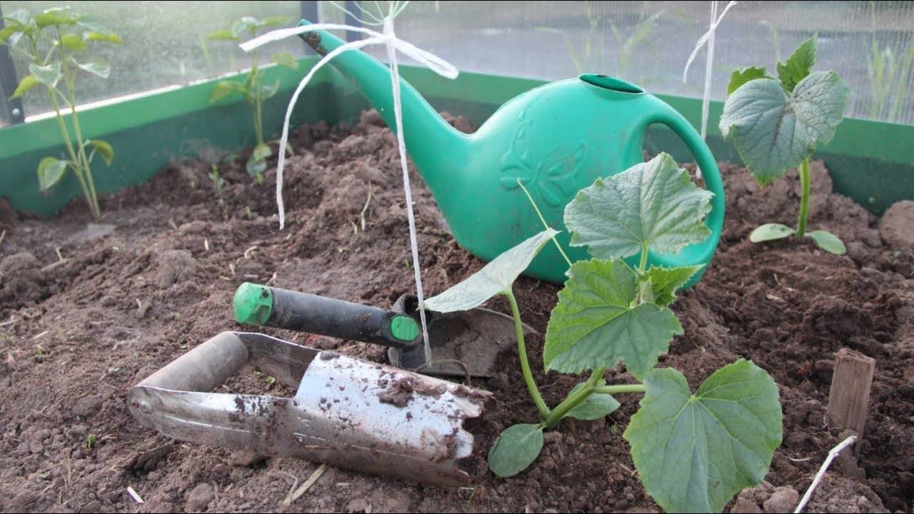 Выращивание рассады огурцов для теплицы в домашних условиях
